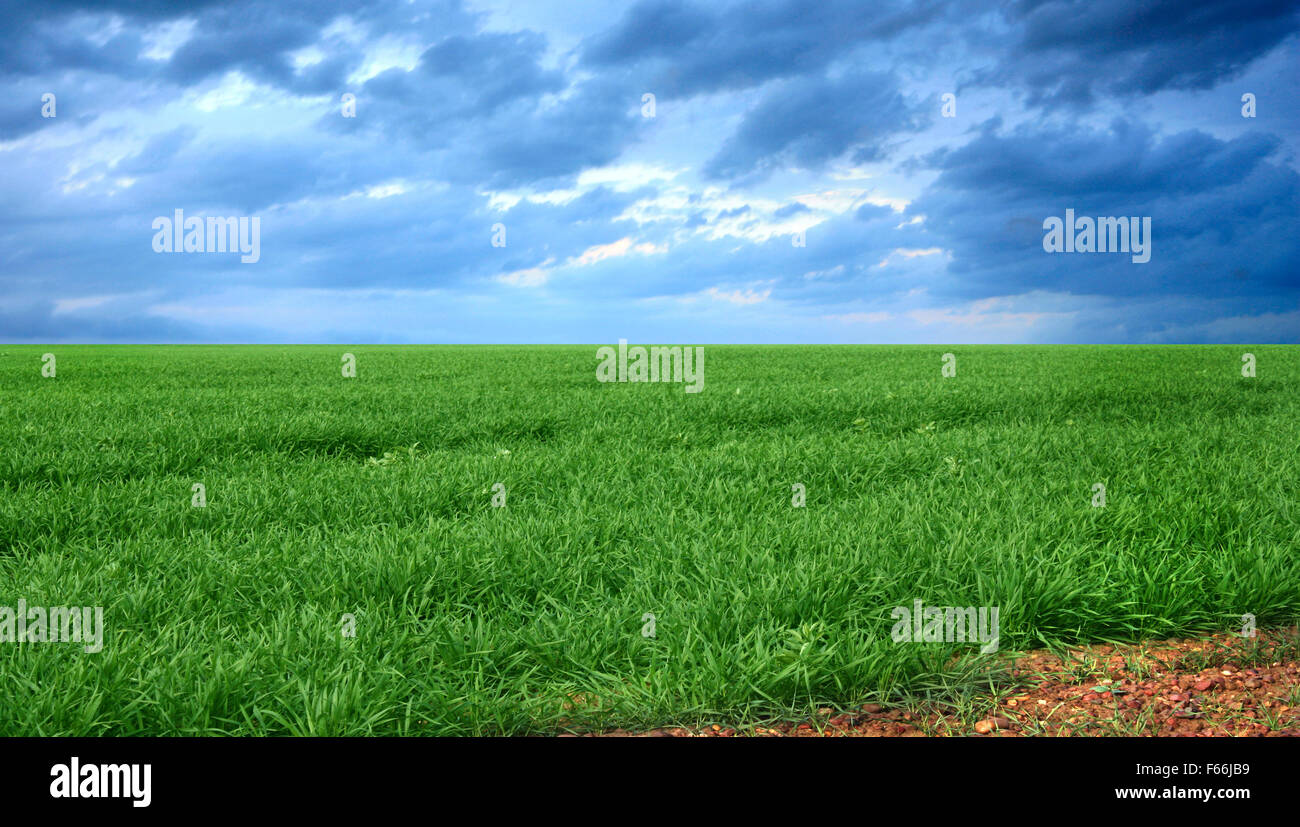 a field of grass with a blue cloudy sky Stock Photo - Alamy