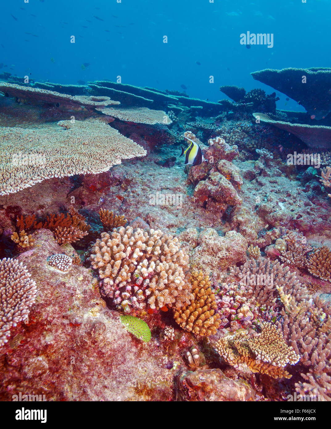 Moorish Idol (Zanclus cornutus) near Coral Reef, Maldives Stock Photo