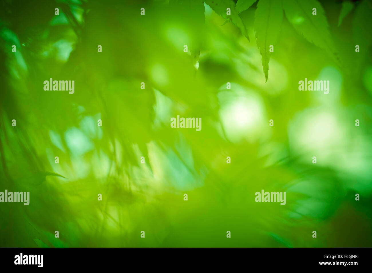 Abstract nature background with blurred green leaves Stock Photo