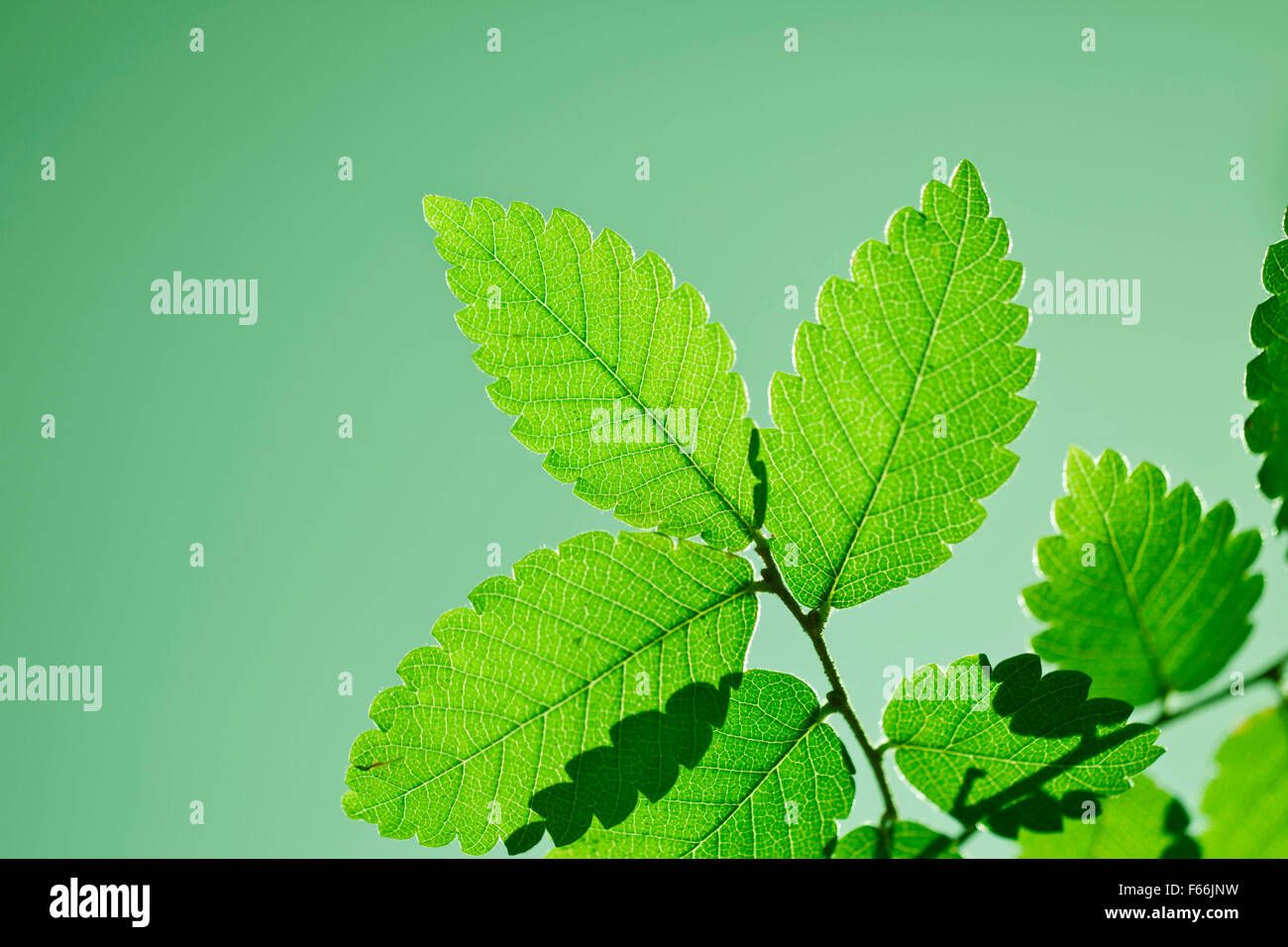 Green leaves summer background Stock Photo Alamy