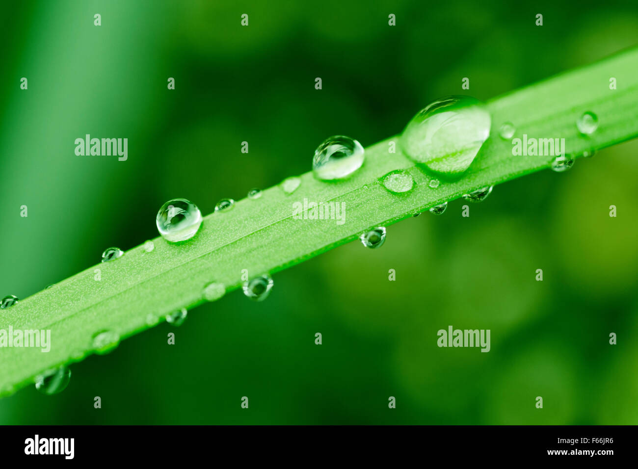 Water drops on fresh green leaf Stock Photo - Alamy