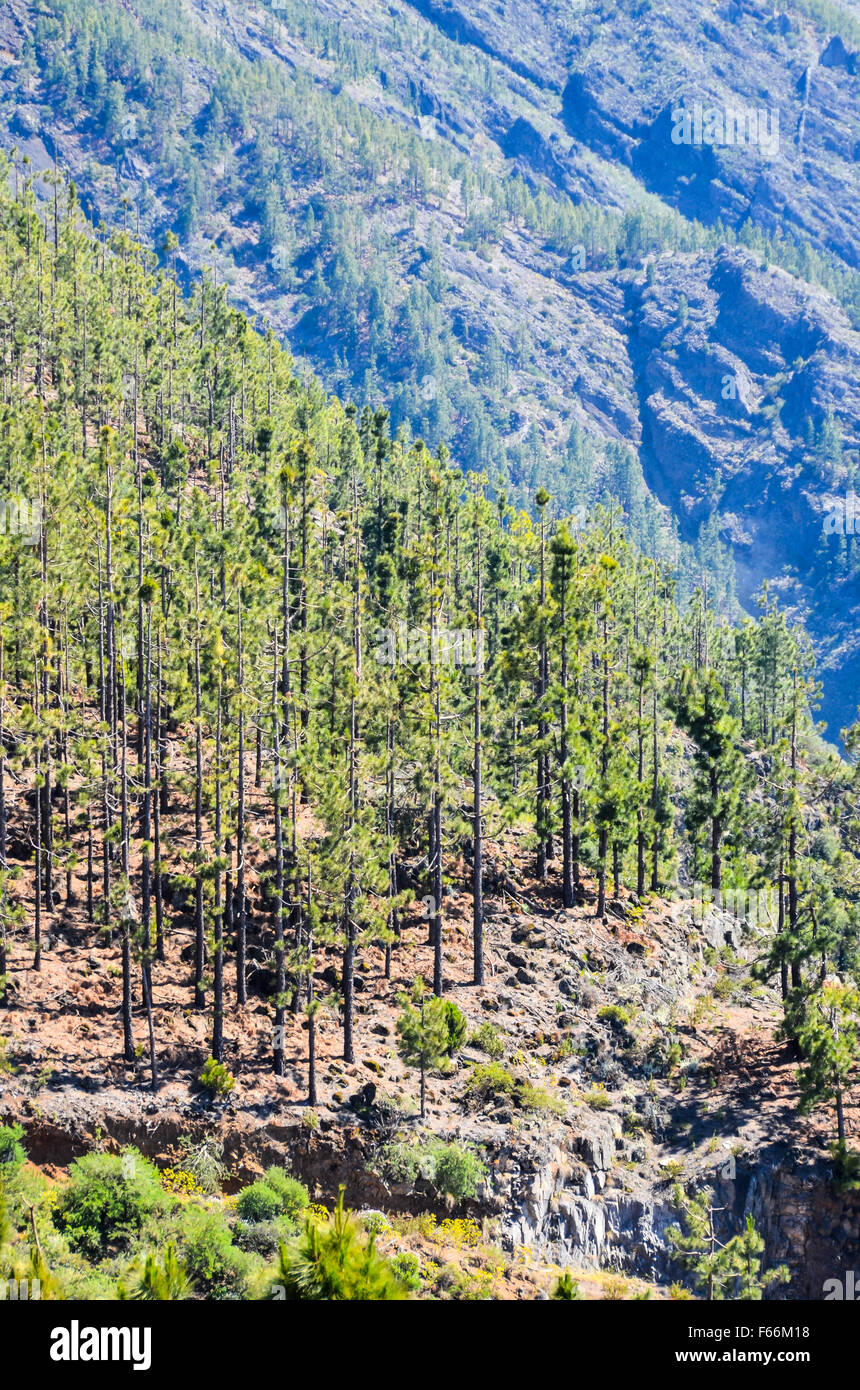Very High Pine Wood Forest Stock Photo - Alamy