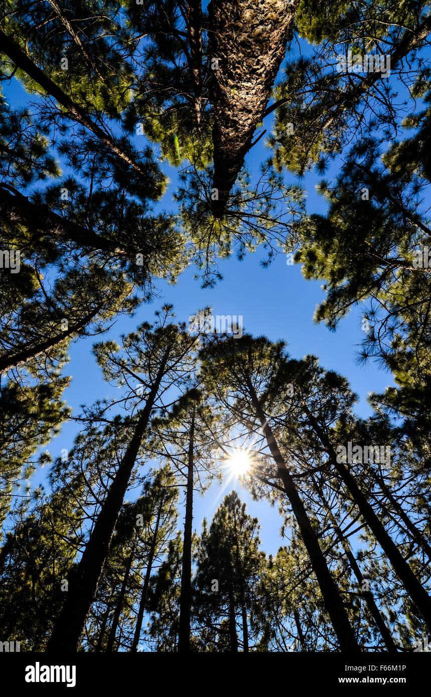 Very High Pine Wood Forest Stock Photo - Alamy
