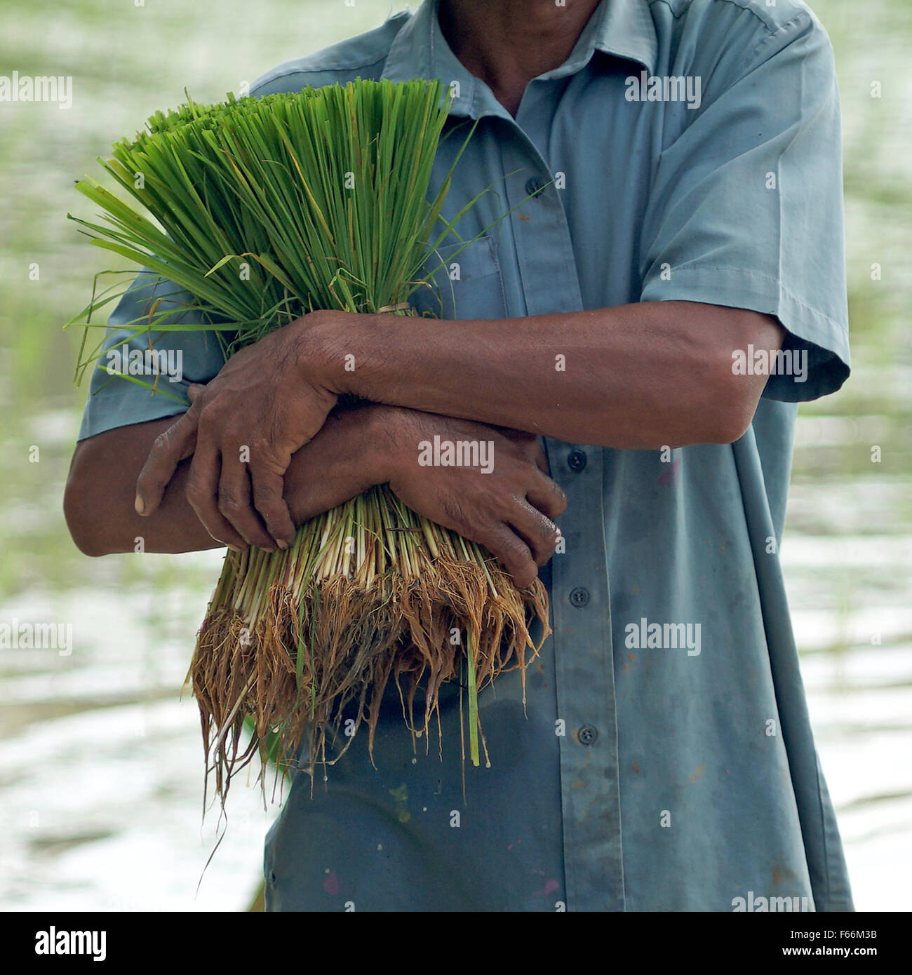 rice seedlings plant in a farmer hands Stock Photo - Alamy