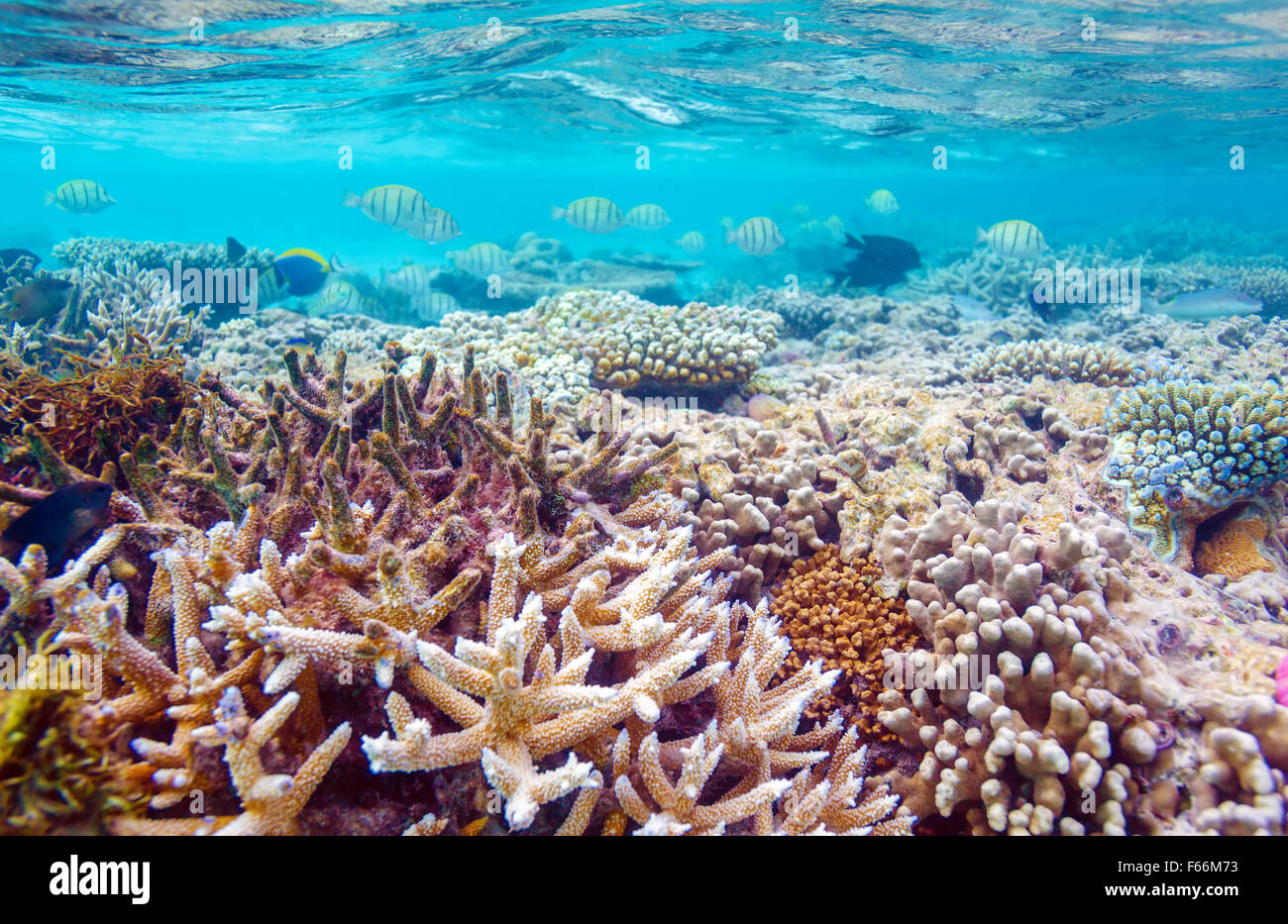 Shallow Water Coral Reef, Maldives Stock Photo - Alamy