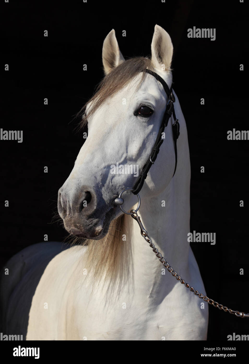 Gray Holstein stallion low key Stock Photo