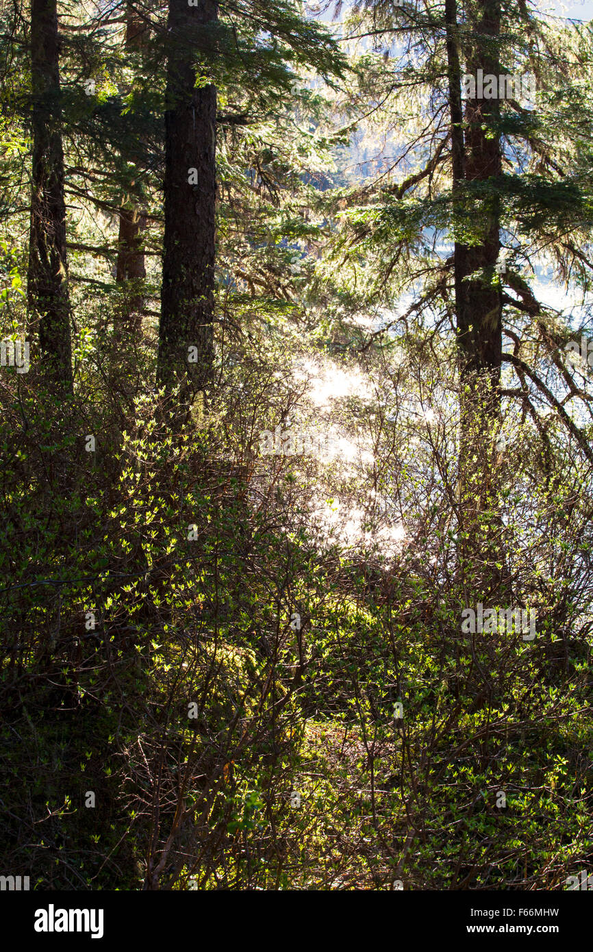 Southeast Alaska rainforest in spring with glowing light through the trees. Stock Photo