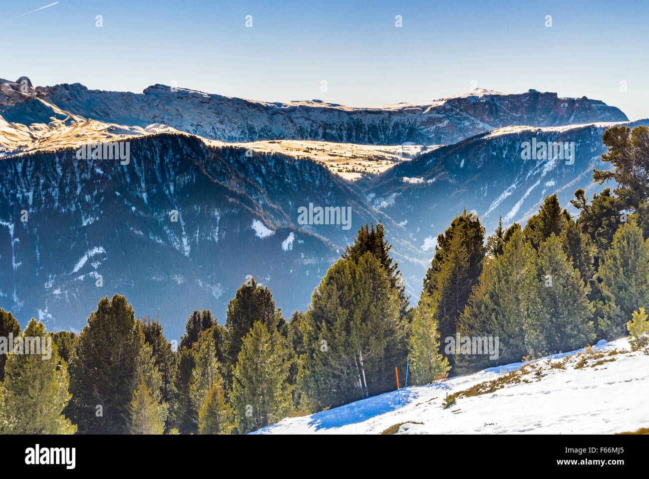 Coniferous forests at high altitude on the snowy mountains Stock Photo ...
