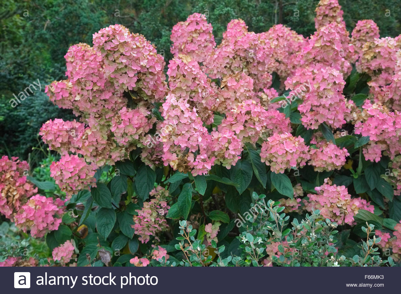 Hydrangea paniculata PINK DIAMOND 