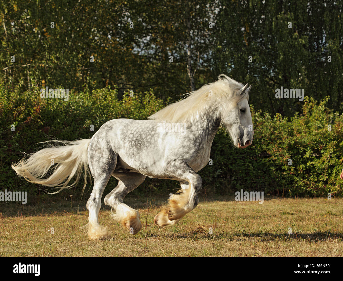 Shire Draft Horse stallion galloping in fields Stock Photo
