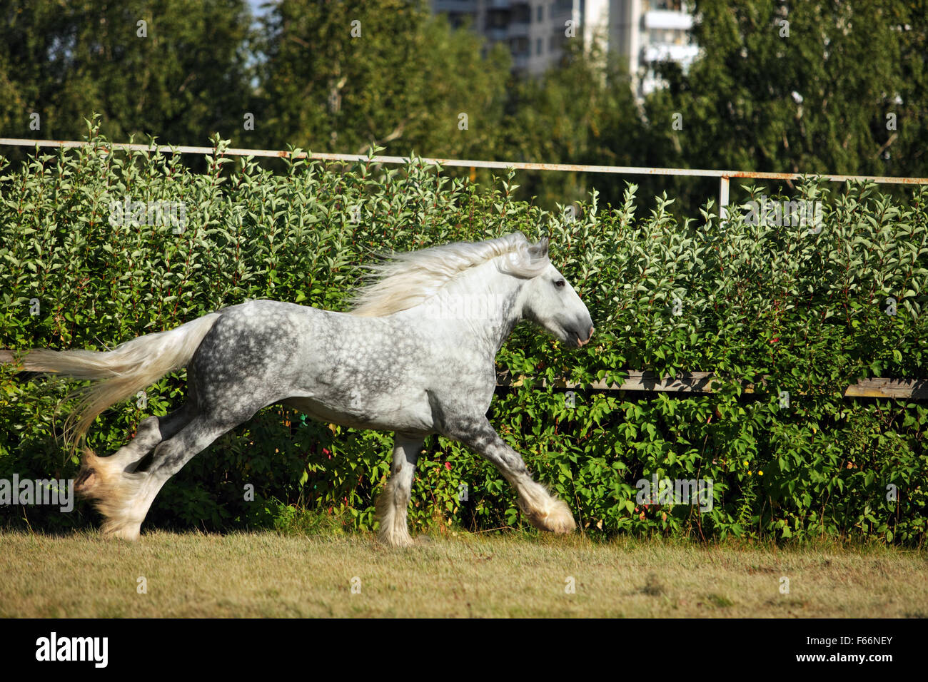 Shire Draft Horse stallion galloping in farm Stock Photo
