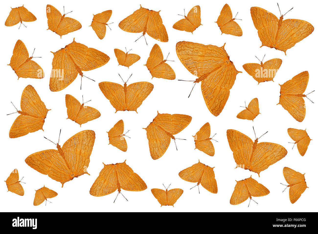 exotic orange color butterfly as nature background Stock Photo Alamy