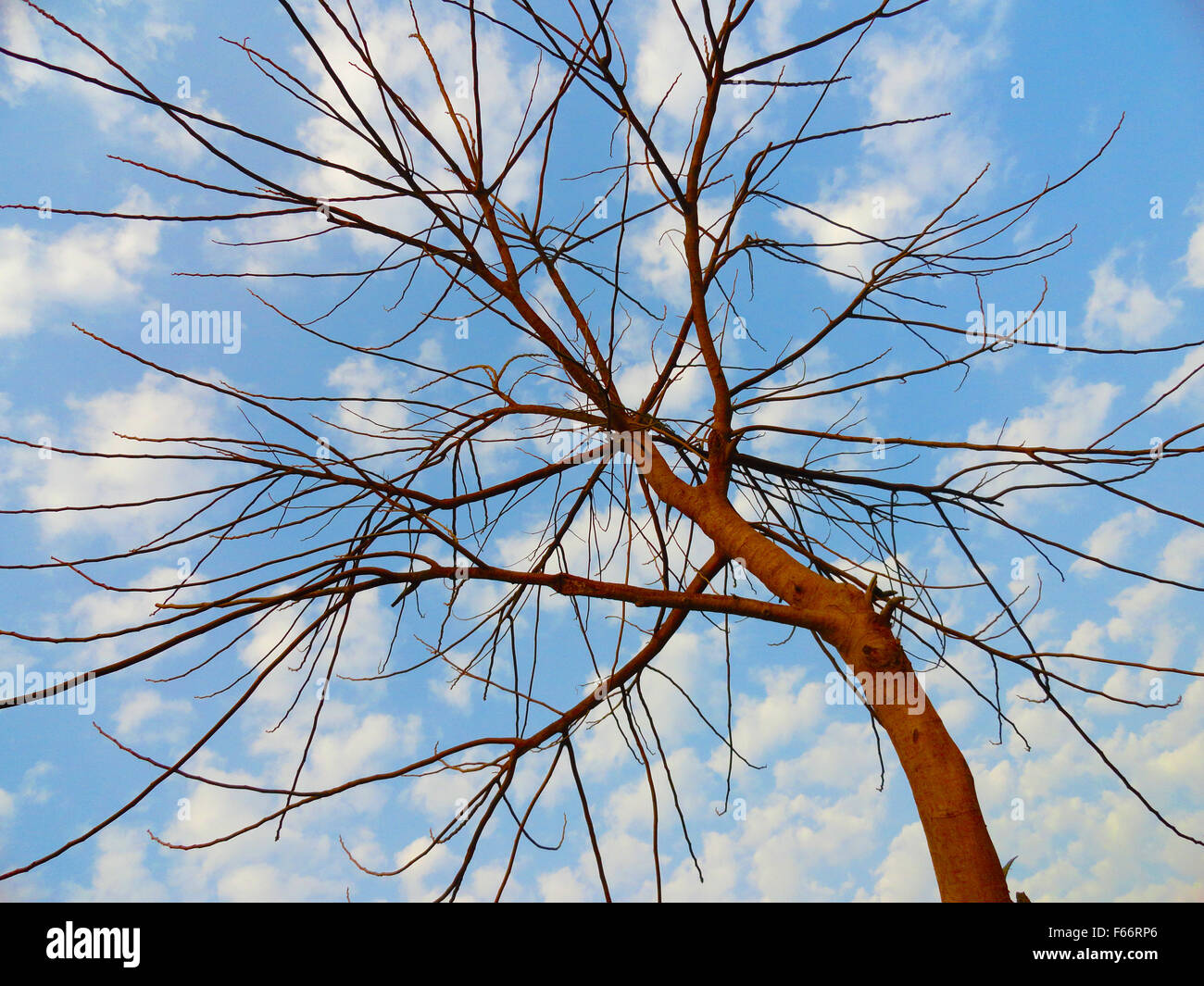 Tree in Autmn Against Blue Cloudy Sky Stock Photo - Alamy