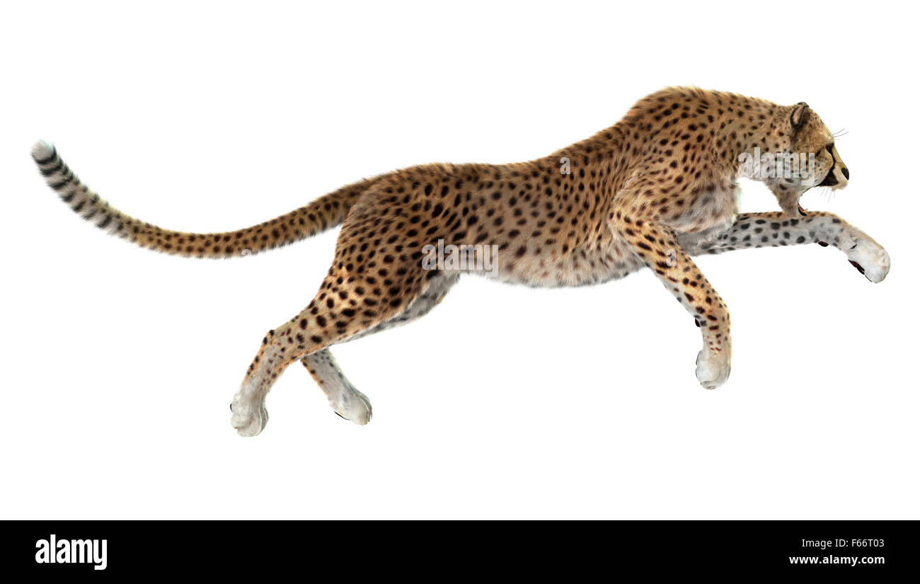 3D digital render of a big cat cheetah hunting isolated on white background Stock Photo