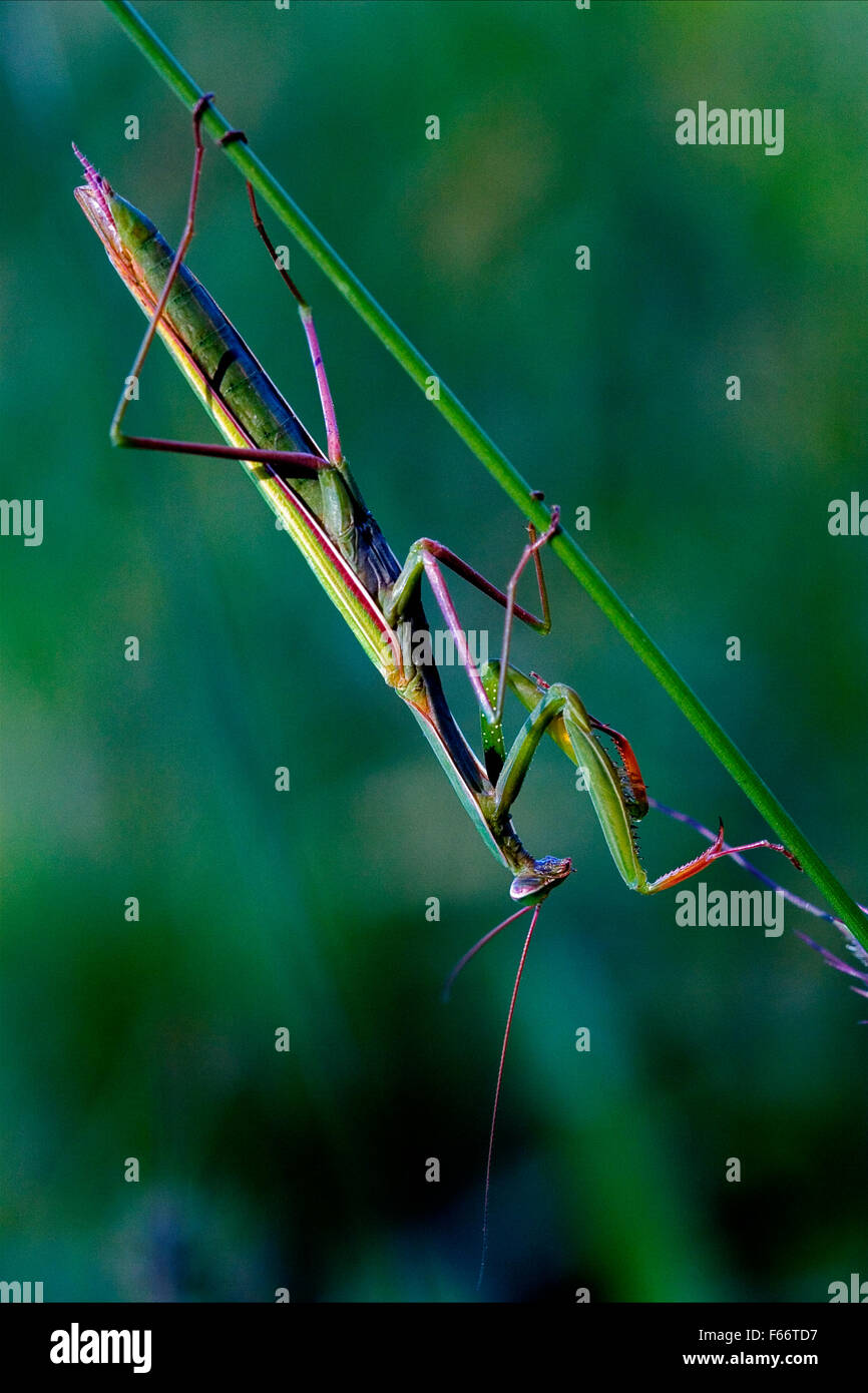 mantodea  close up of wild side of praying mantis on a green brown branch in the bush Stock Photo