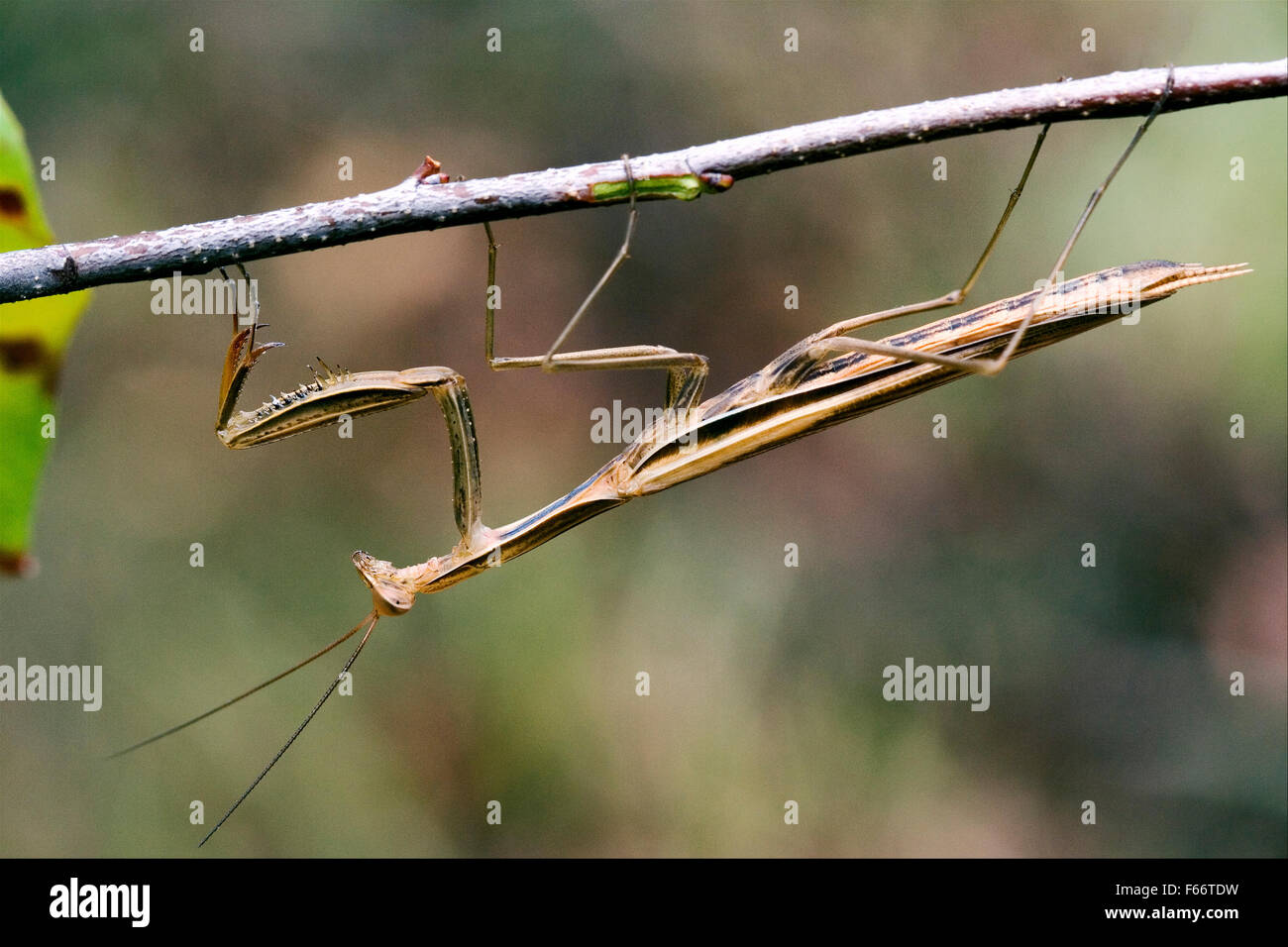 close up of wild side of praying mantis mantodea on a green brown branch in the bush Stock Photo