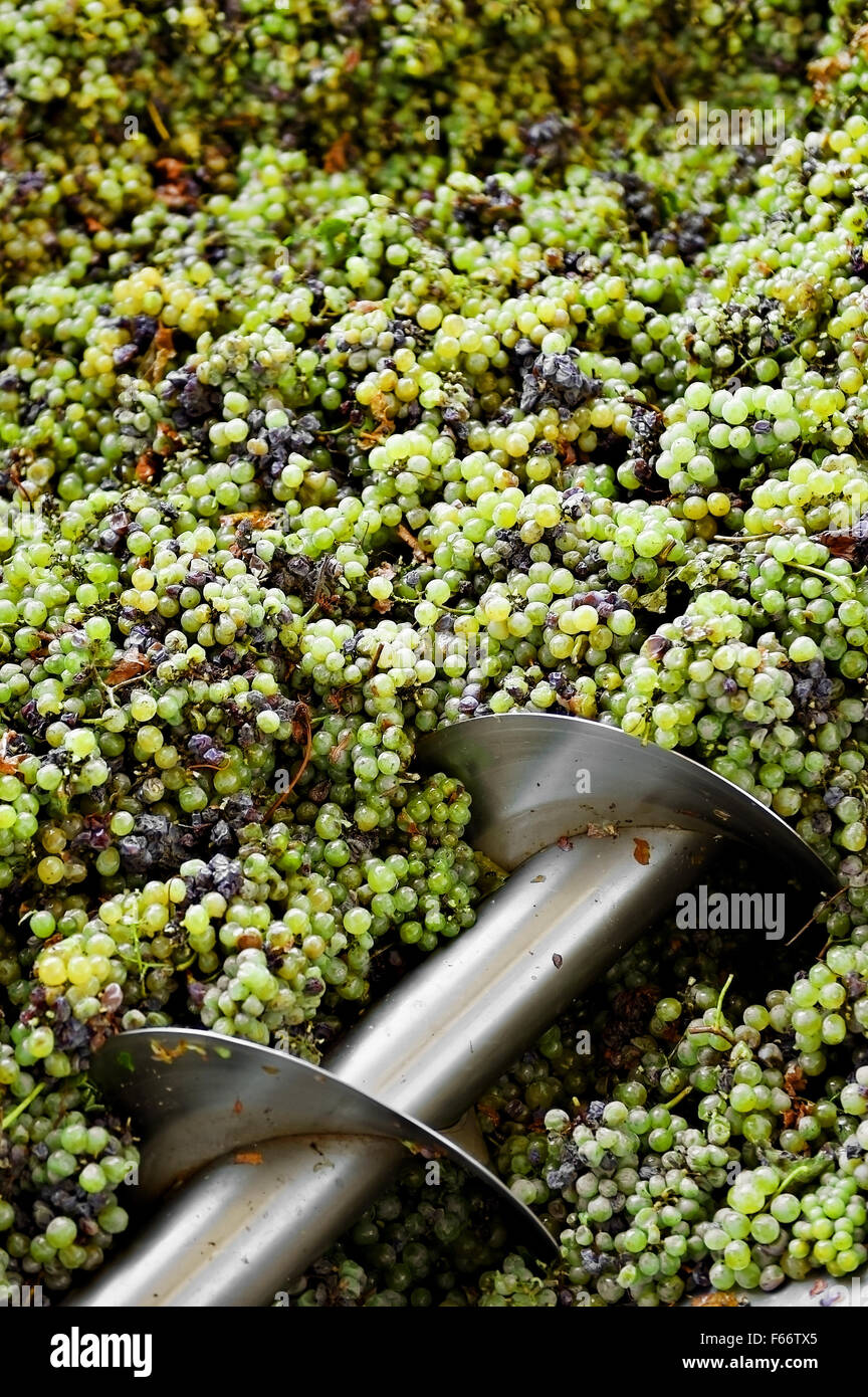 Different types of grapes are crushed by industrial grape crusher machine Stock Photo