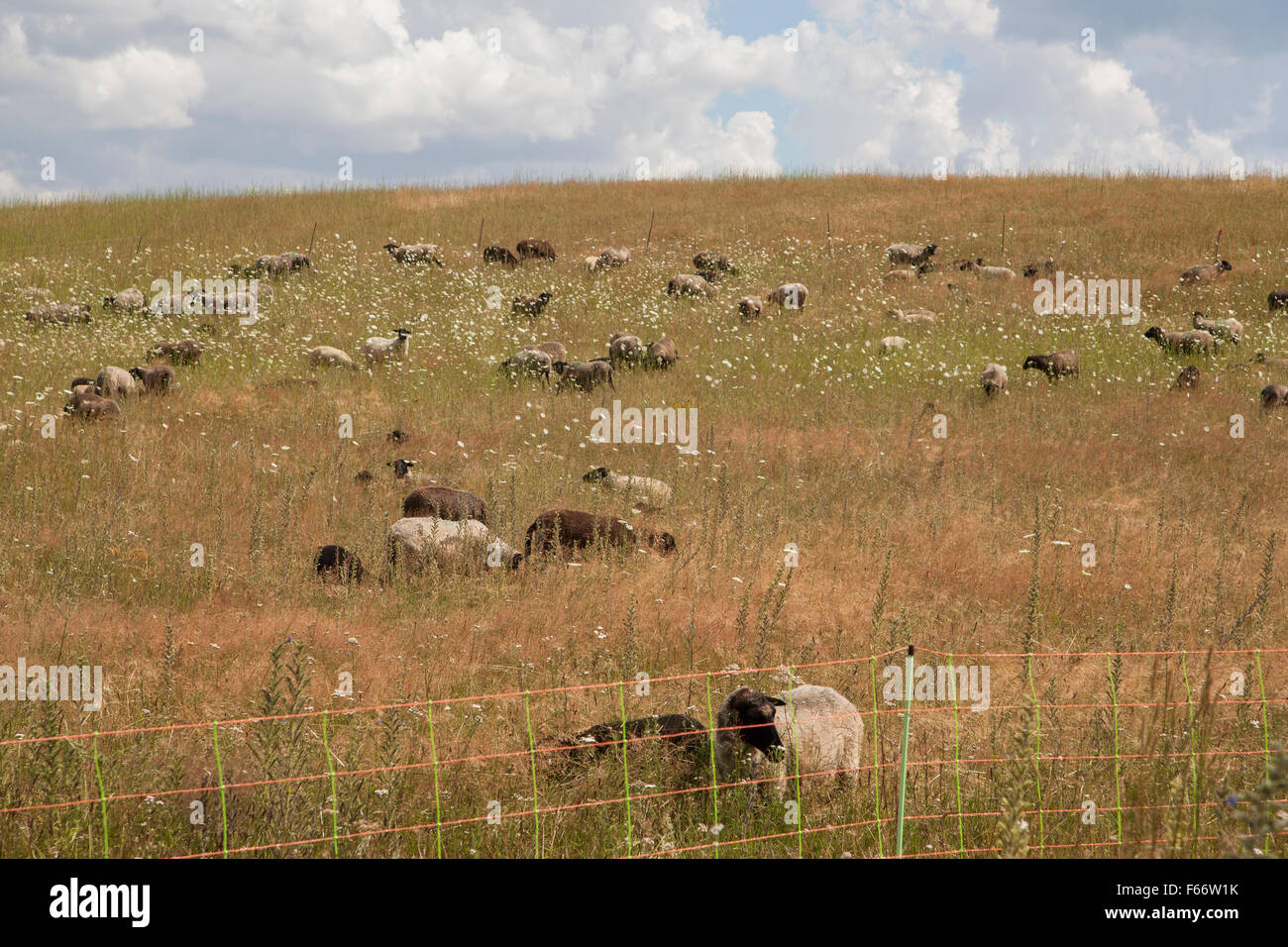 flock of sheep in summer meadow, carwitz, feldberger seenlandschaft, mecklenburgische seenplatte, mecklenburg-vorpommern Stock Photo