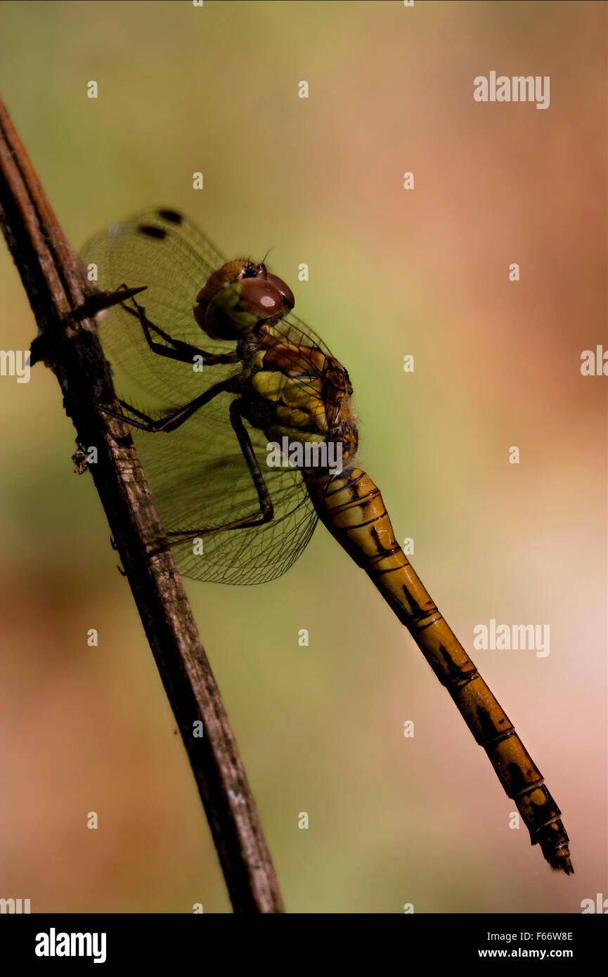 side of wild yellow black dragonfly on a wood branch in the bush Stock ...