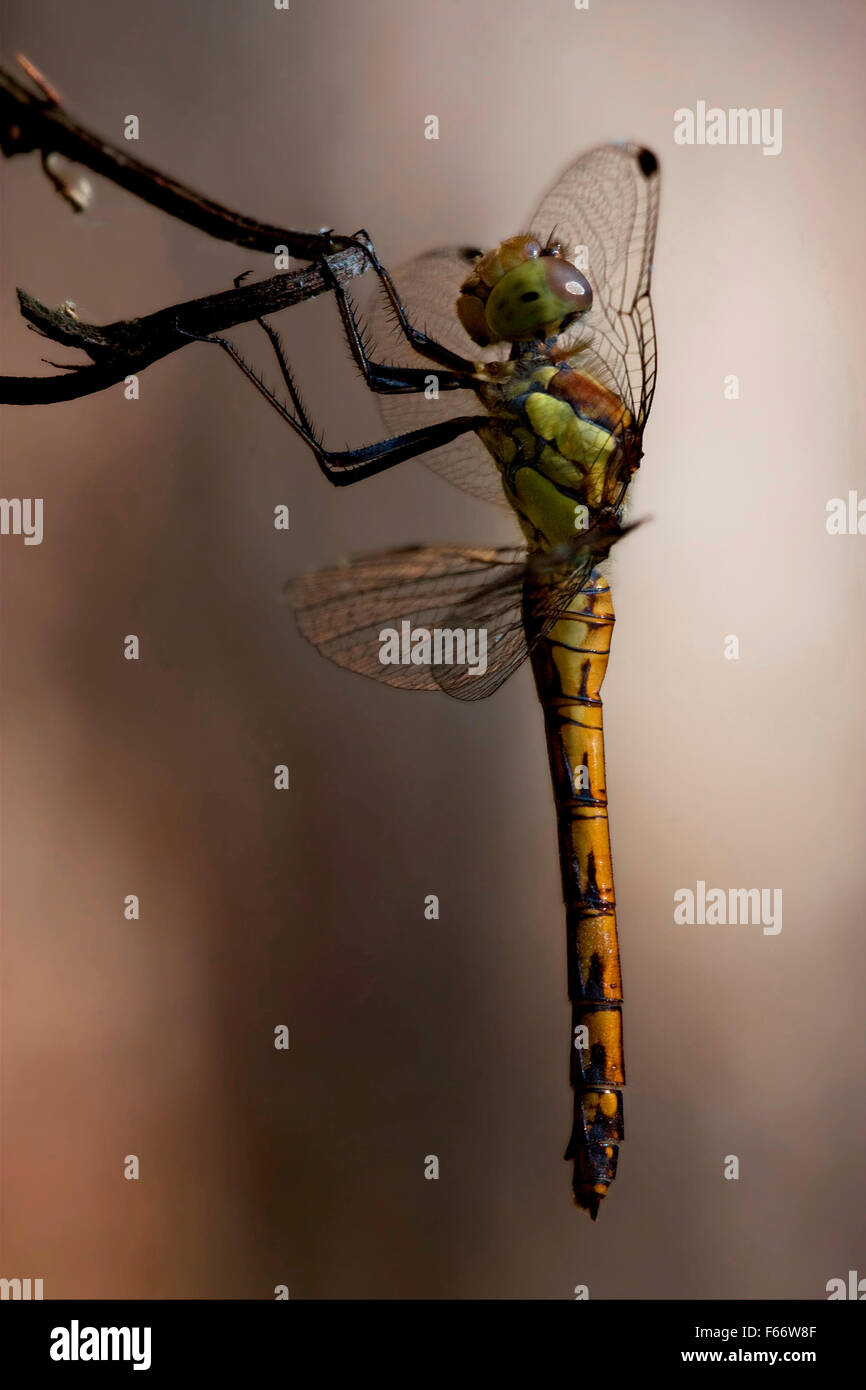 side of wild yellow black dragonfly on a wood branch in the bush Stock ...