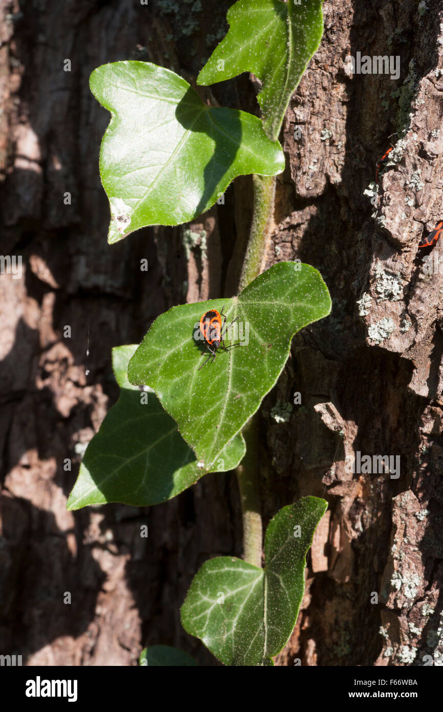 firebug (pyrrhocoridae) on ivy leaf, mecklenburg-vorpommern, germany Stock Photo