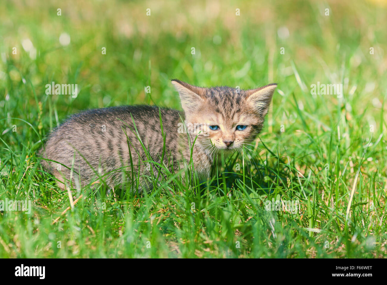 Little kitten on green lawn Stock Photo - Alamy