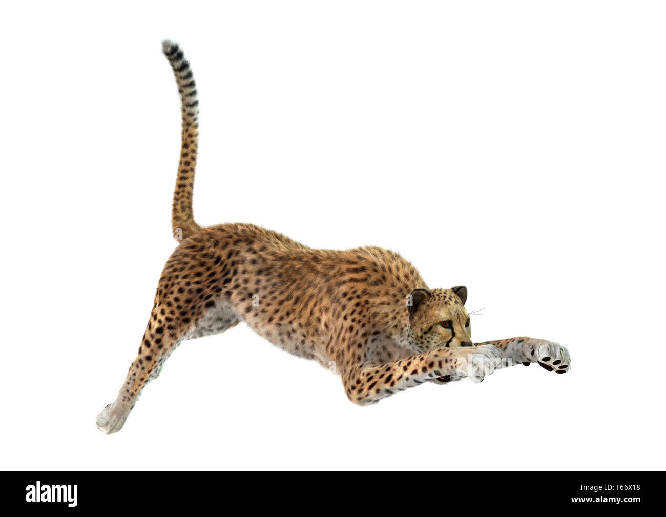 3D digital render of a big cat cheetah hunting isolated on white background Stock Photo