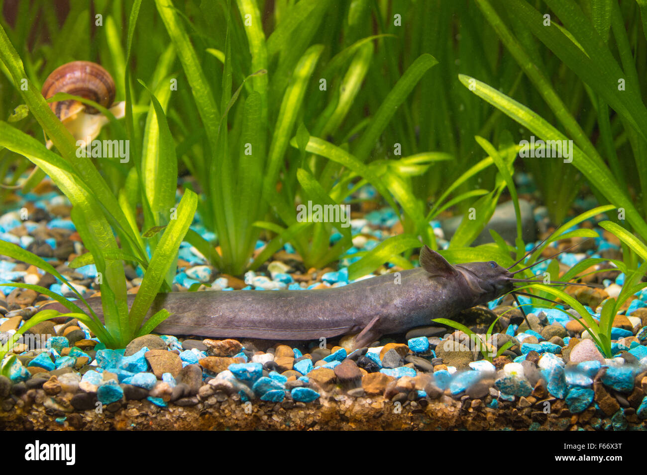 View Stinging catfish at the bottom of a freshwater aquarium in your home Stock Photo