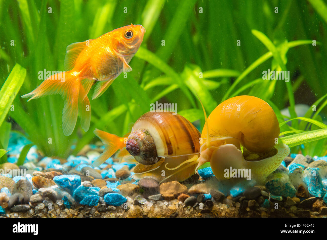 View goldfish and two snails Ampularia a home freshwater aquarium Stock Photo