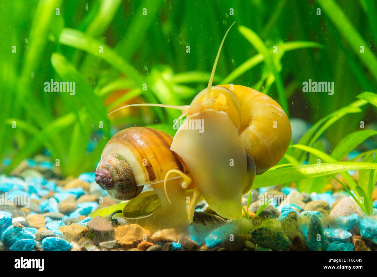 View of the two snails Ampularia a home freshwater aquarium Stock Photo