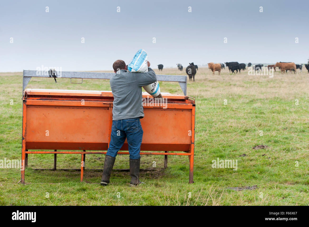 Farmer filling creep feeder up with food for calves in pasture, North Yorkshire, UK Stock Photo