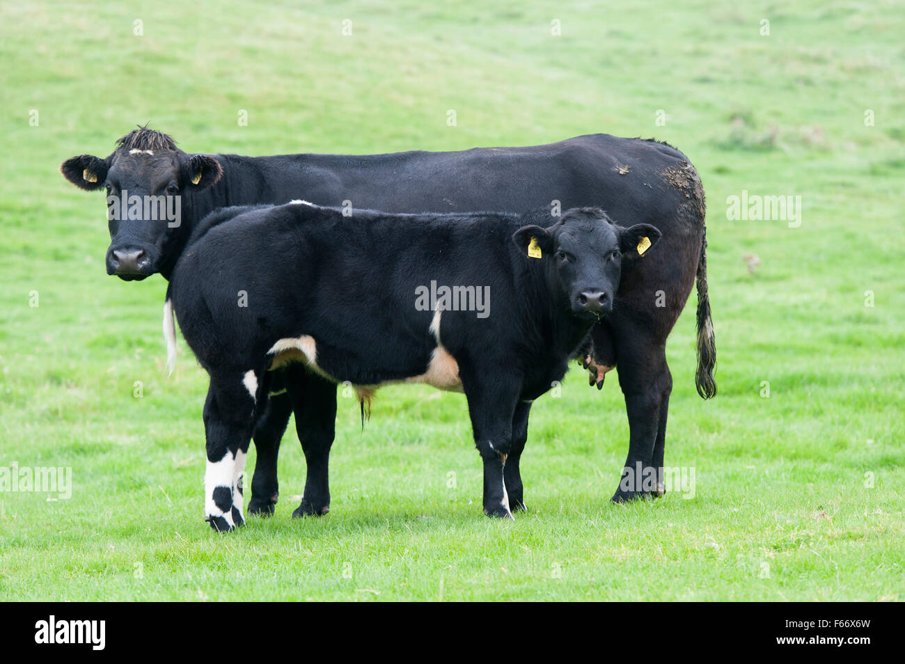 Upland suckler beef production, with cows and calves inpastures, North Yorkshire, UK. Stock Photo