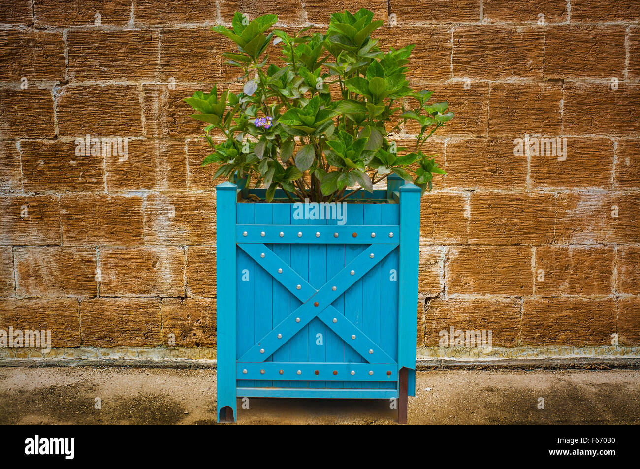 outdoor plant isolated on a wall background Stock Photo