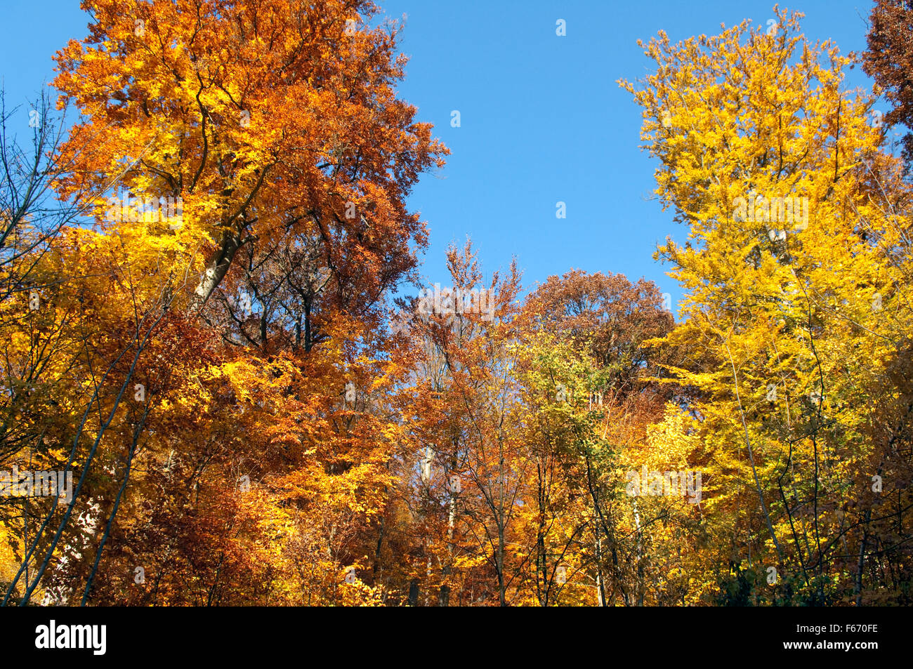 Buchenwald, Herbst, Herbstblaetter; Stock Photo