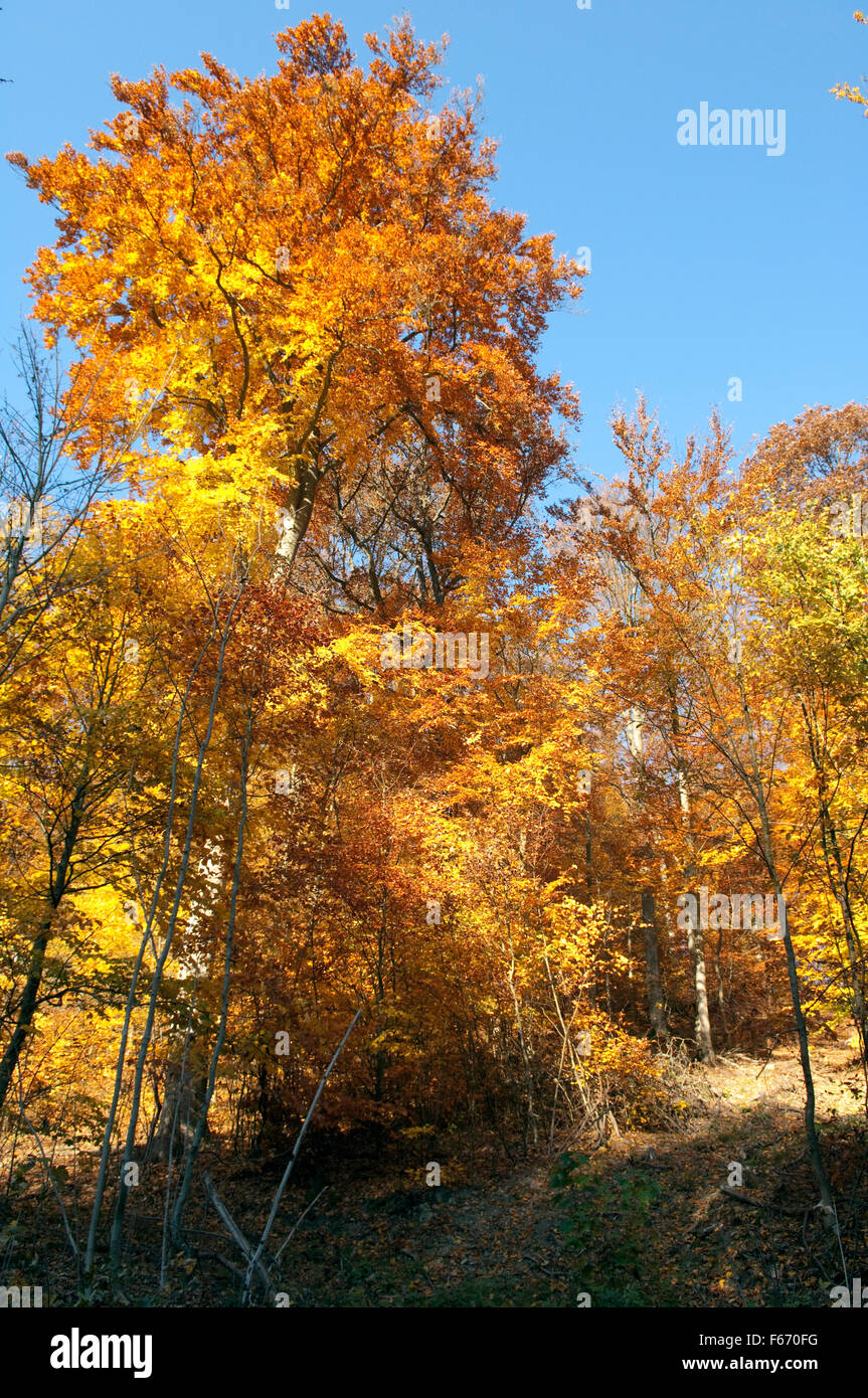 Buchenwald, Herbst, Herbstblaetter; Stock Photo