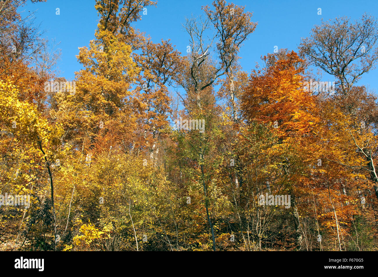 Buchenwald, Herbst, Herbstblaetter; Stock Photo