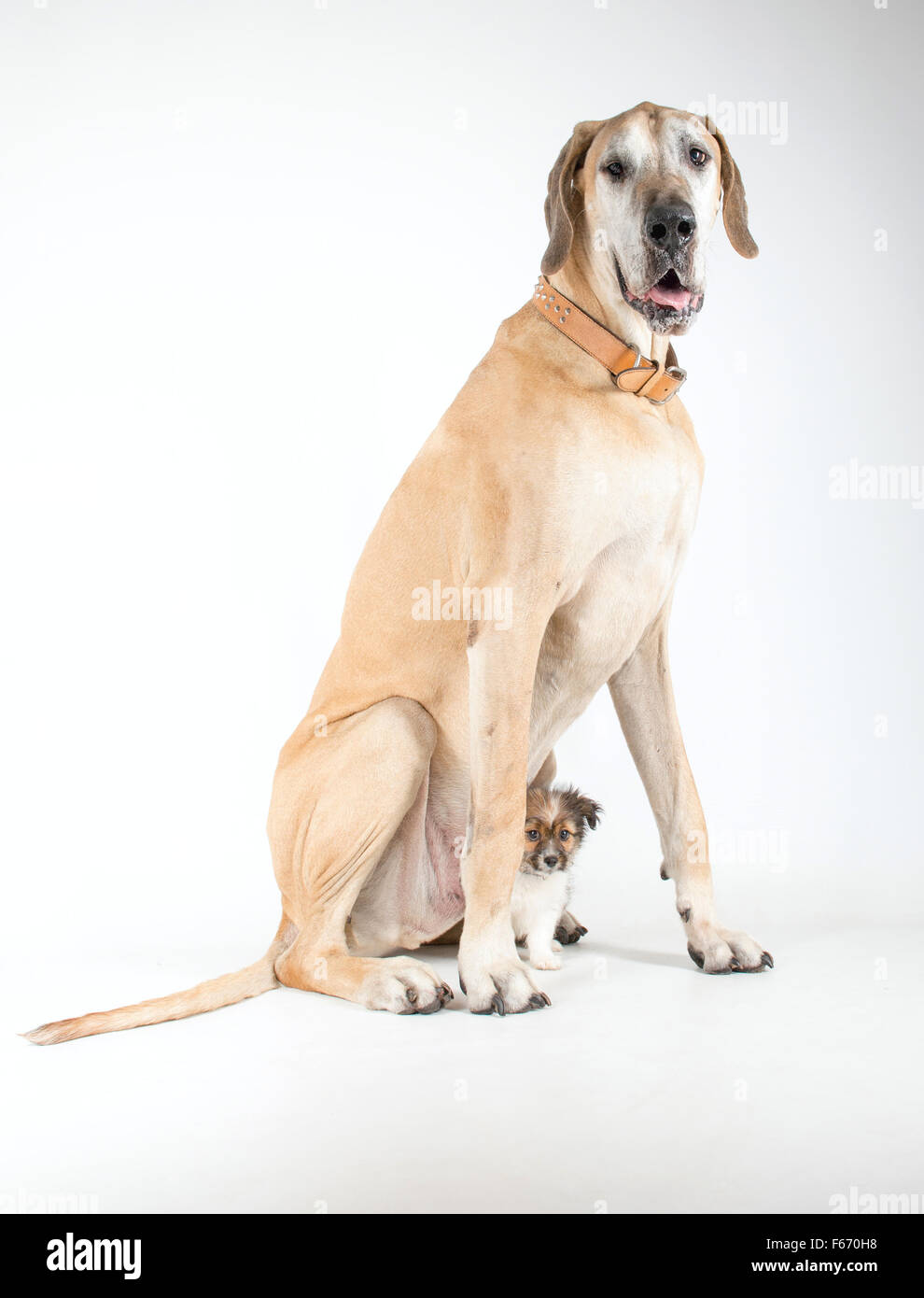 Minnie the Jack Russell puppy sheltering under Henry the old Great Dane Stock Photo