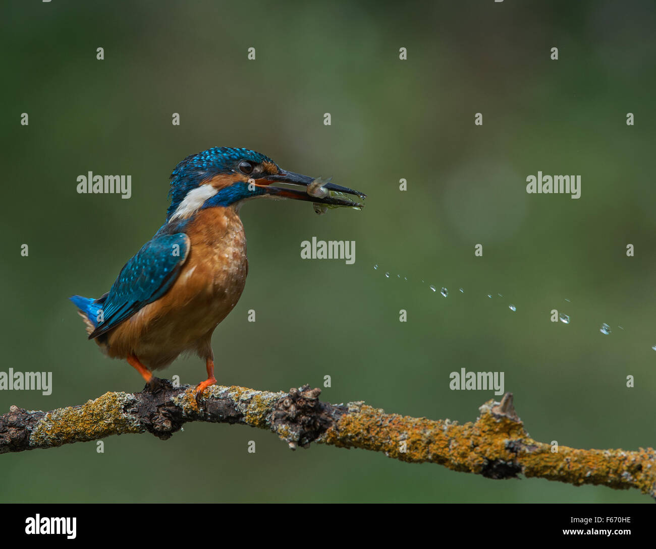 Kingfisher landing with fish. Water drops trailing in the direction the