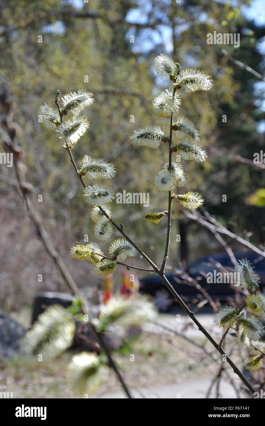 Feathery buds on a willow bush Salix closeup in spring. Stock Photo