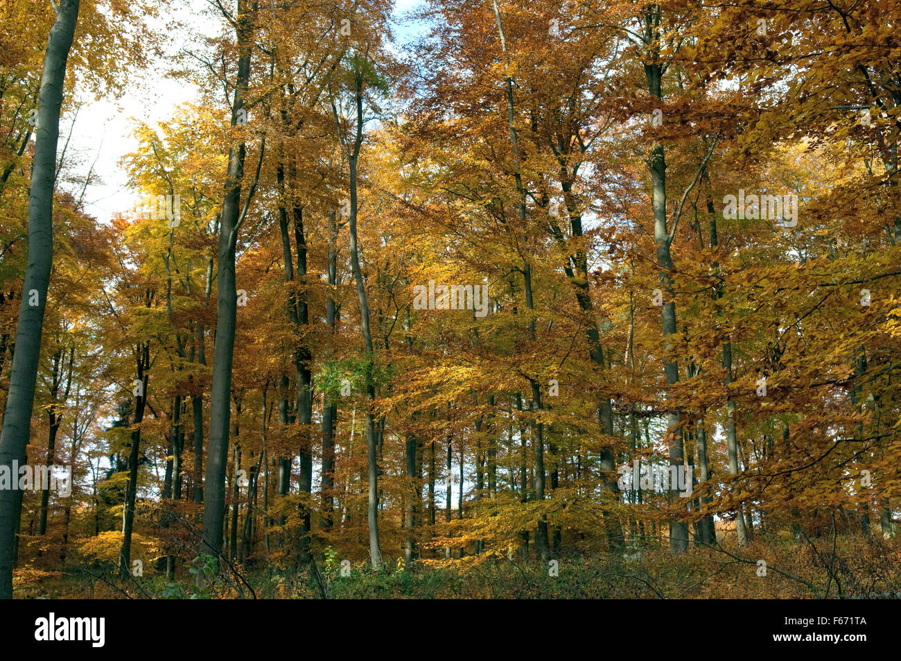 Buchenwald, Herbst, Herbstblaetter; Stock Photo