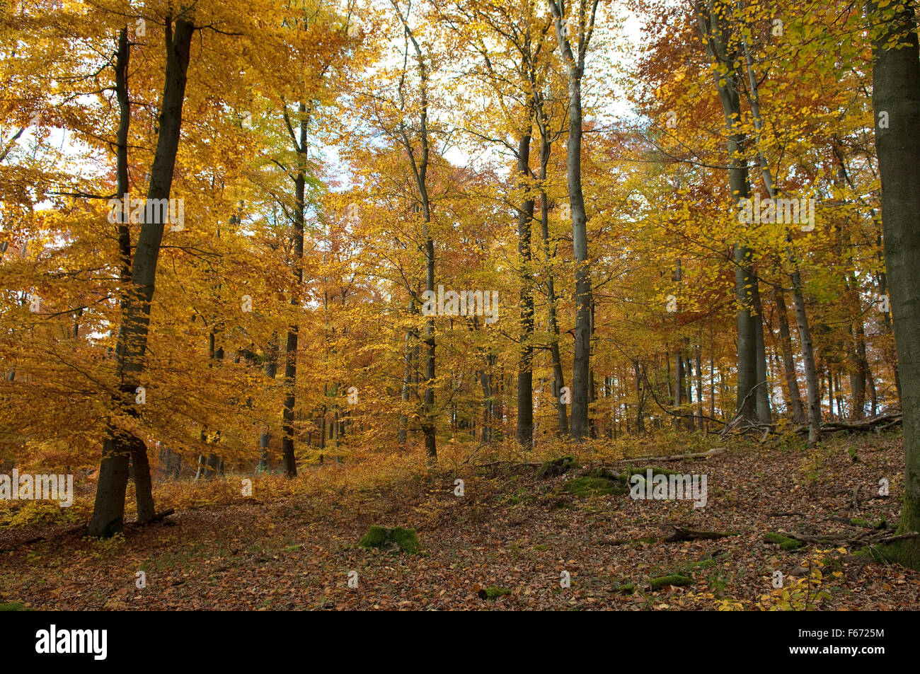 Buchenwald, Herbst, Herbstblaetter; Stock Photo