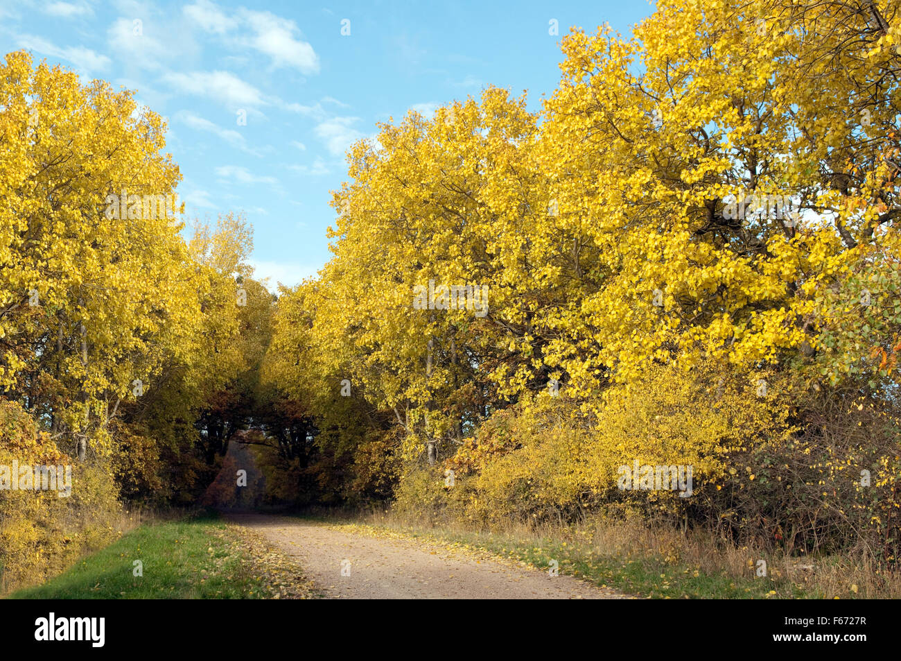 Herbstimpressionen, Herbst, Herbstblaetter Stock Photo