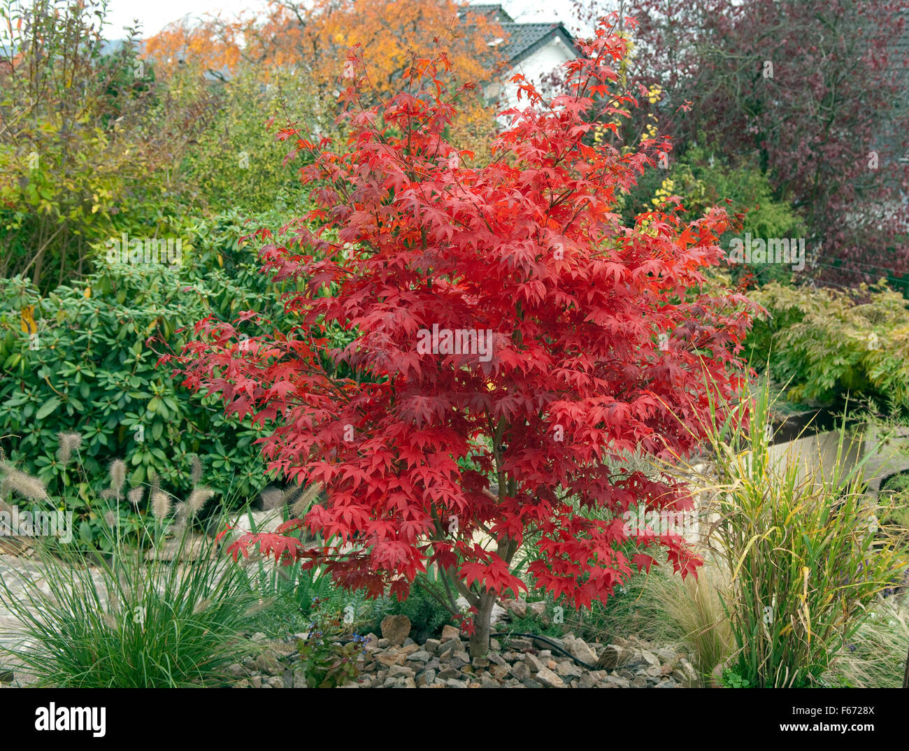 Faecherahorn, Herbst, Acer, Stock Photo