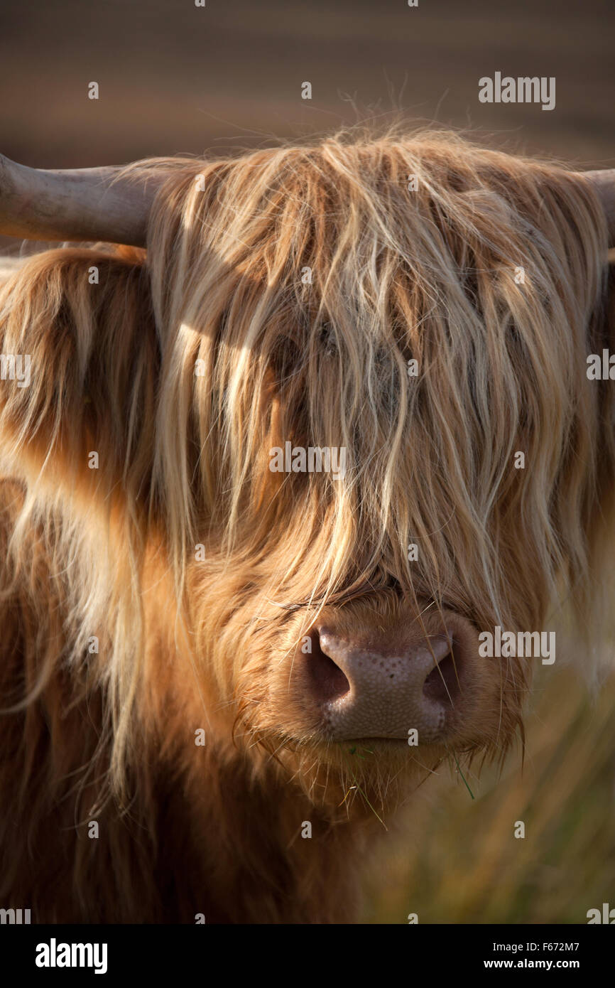 Isle of Mull, Scotland. Picturesque close up view of a highland cow grazing in the Ardnadrochit area of the Isle of Mull. Stock Photo