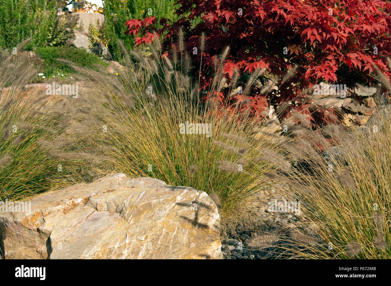Japanese Acer Rockery High Resolution Stock Photography and Images - Alamy