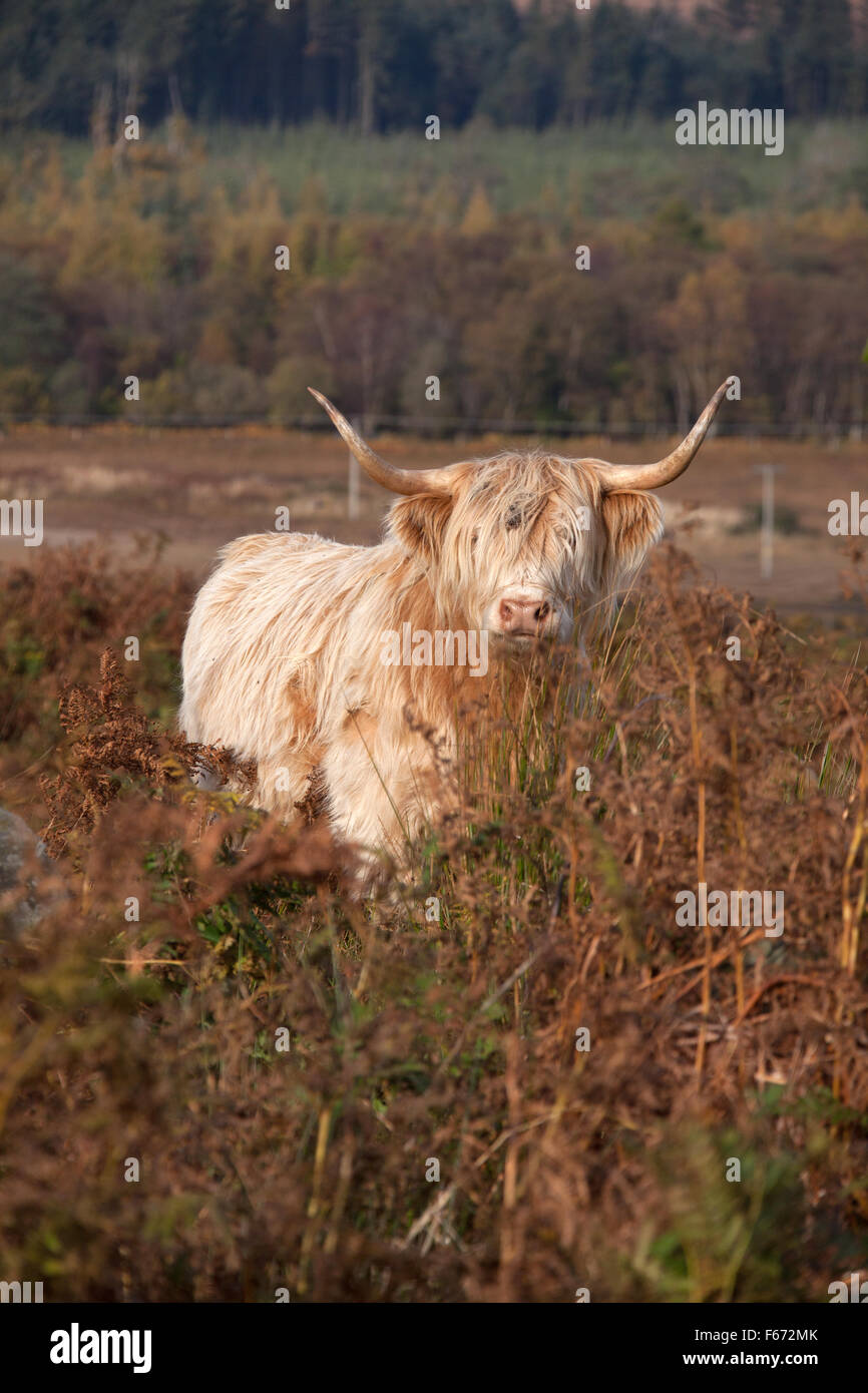 Isle of Mull, Scotland. Picturesque autumnal view of a highland cow grazing in the Ardnadrochit area of the Isle of Mull. Stock Photo