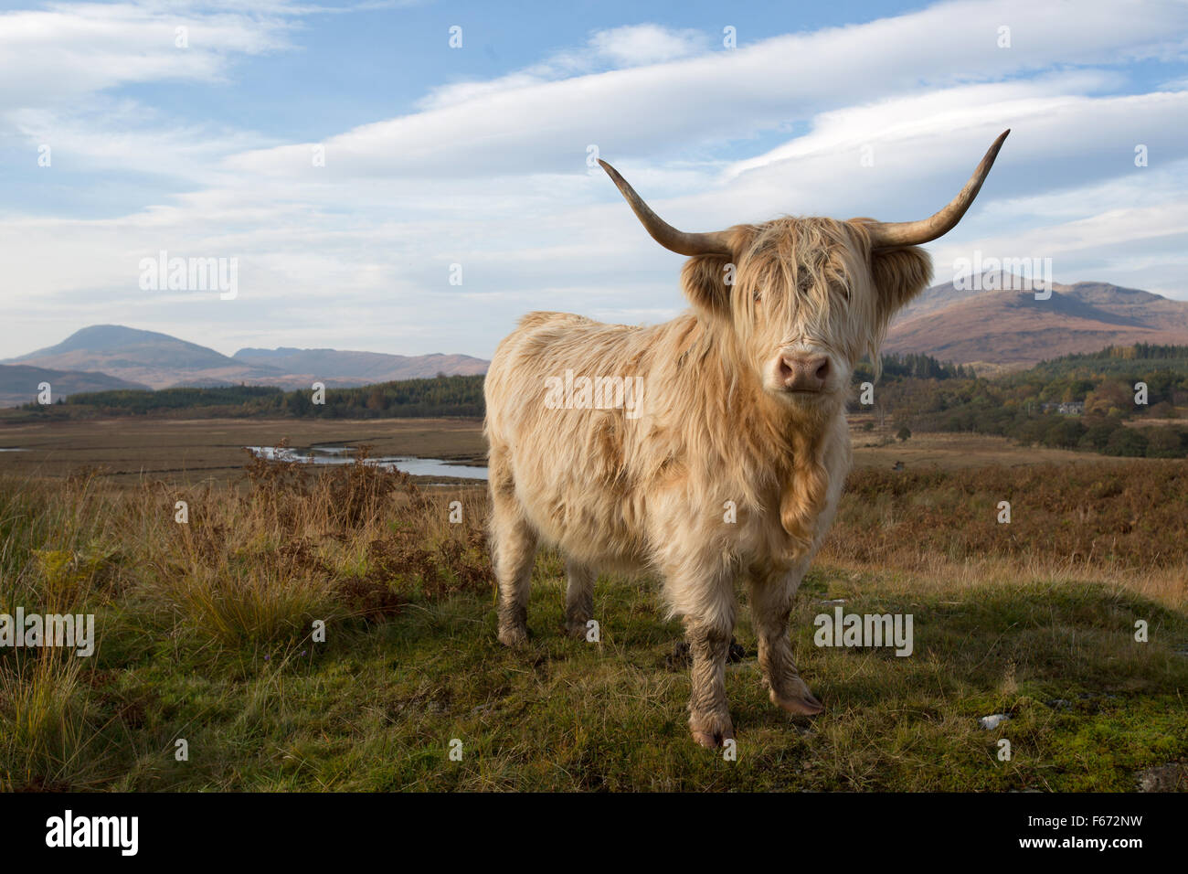 Isle of Mull, Scotland. Picturesque autumnal view of a highland cow grazing in the Ardnadrochit area of the Isle of Mull. Stock Photo