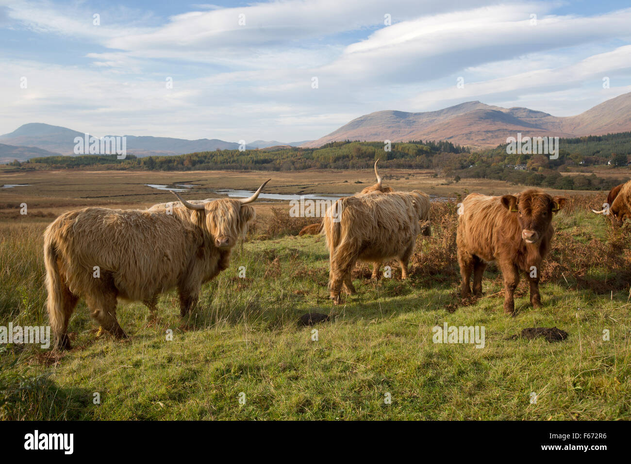 Isle of Mull, Scotland. Picturesque autumnal view of highland cattle grazing in the Ardnadrochit area of the Isle of Mull. Stock Photo