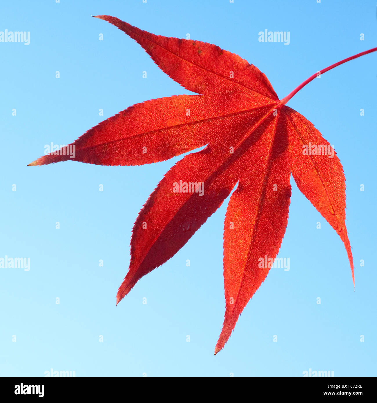 Acer palmatum osakazuki herbst hires stock photography and images Alamy
