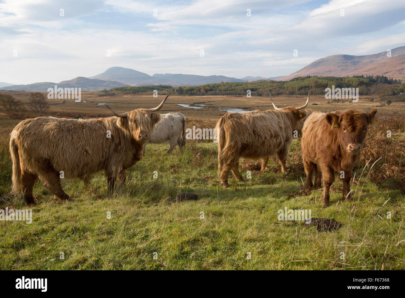 Isle of Mull, Scotland. Picturesque autumnal view of highland cattle grazing in the Ardnadrochit area of the Isle of Mull. Stock Photo